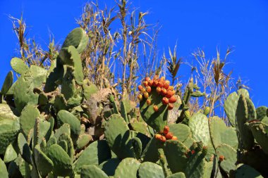 Mavi gökyüzüne karşı dikenli armut meyveler ile Opuntia ficus Indica