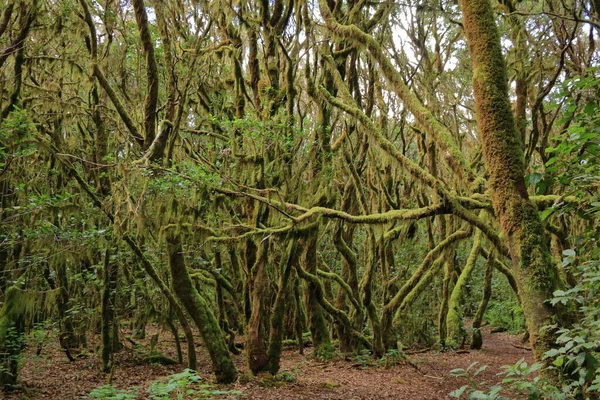 Garajonay Milli Parkı Ndaki Evergreen Yağmur Ormanları — Stok fotoğraf