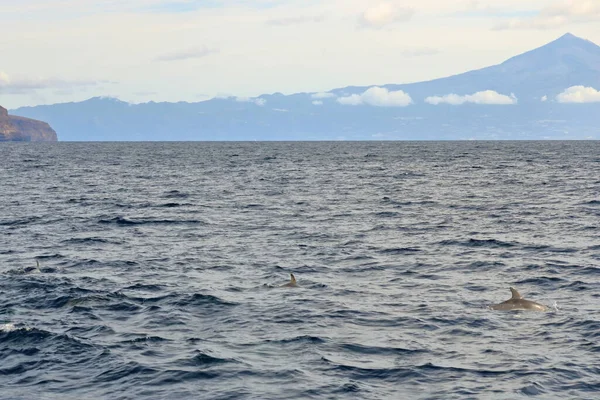 Três Golfinhos Nadando Oceano Atlântico Frente Teide Tenerife Ilhas Canárias — Fotografia de Stock