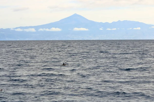 Tres Delfines Nadando Océano Atlántico Frente Teide Tenerife Islas Canarias — Foto de Stock