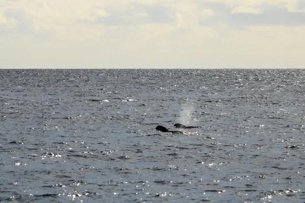 カナリア諸島のラ ゴメラの前で大西洋を泳いでいるパイロットクジラ — ストック写真