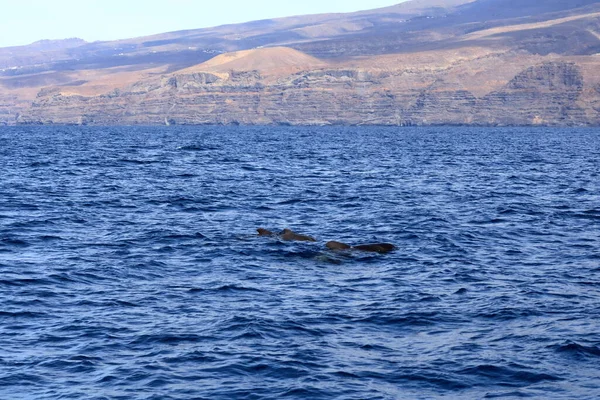 Ballenas Piloto Nadando Océano Atlántico Frente Gomera Islas Canarias España —  Fotos de Stock