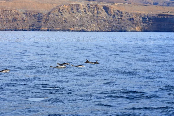 Delfines Nadando Océano Atlántico Frente Gomera Islas Canarias España —  Fotos de Stock