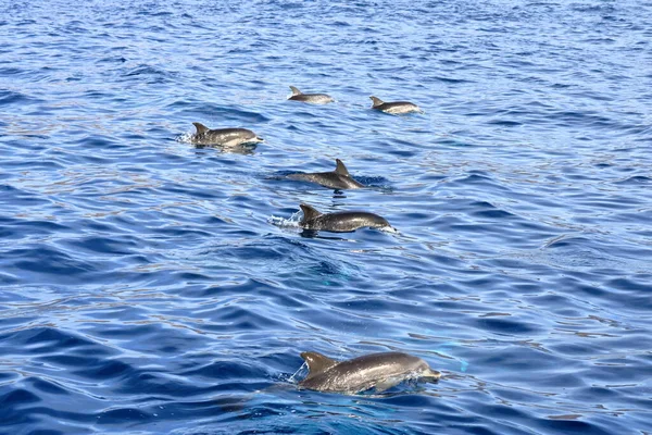 Delfines Nadando Océano Atlántico Frente Gomera Islas Canarias España — Foto de Stock
