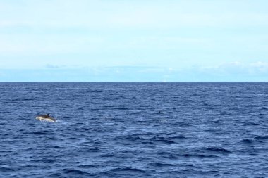 Atlantik okyanusunda yüzen yunuslar la gomera, kanarya adaları, İspanya