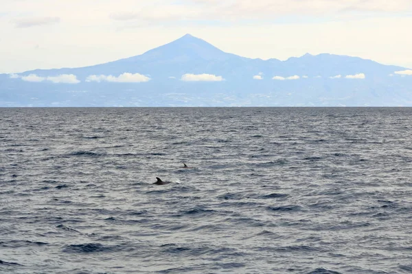 Tres Delfines Nadando Océano Atlántico Frente Teide Tenerife Islas Canarias — Foto de Stock