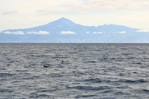 Tres Delfines Nadando Océano Atlántico Frente Teide Tenerife Islas Canarias — Foto de Stock