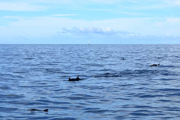 Delfine Schwimmen Atlantik Vor Gomera Kanarische Inseln Spanien — Stockfoto
