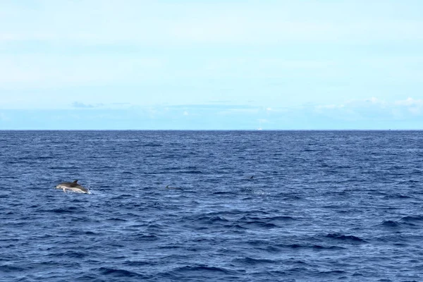 Golfinhos Nadando Oceano Atlântico Frente Gomera Ilhas Canárias Espanha — Fotografia de Stock