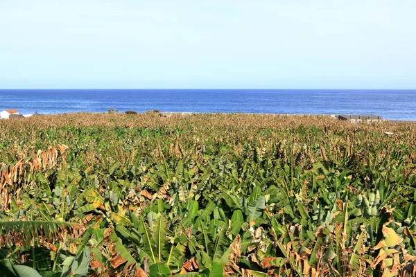 Baia Santa Catalina Con Piantagioni Banane Gomera Isole Canarie — Foto Stock