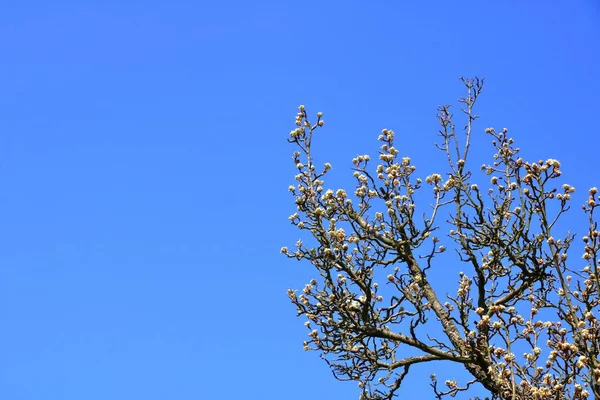 Perenboomtakken Met Bloemen Tegen Een Prachtige Blauwe Lucht Met Wolken — Stockfoto