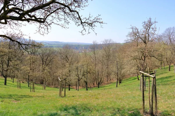 Rozrzucone Dzikie Gruszki Kwitnące Łące Burgstaedtl Kreischa Drezno Niemcy Europie — Zdjęcie stockowe