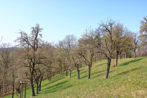 Rozrzucone Dzikie Gruszki Kwitnące Łące Burgstaedtl Kreischa Drezno Niemcy Europie — Zdjęcie stockowe