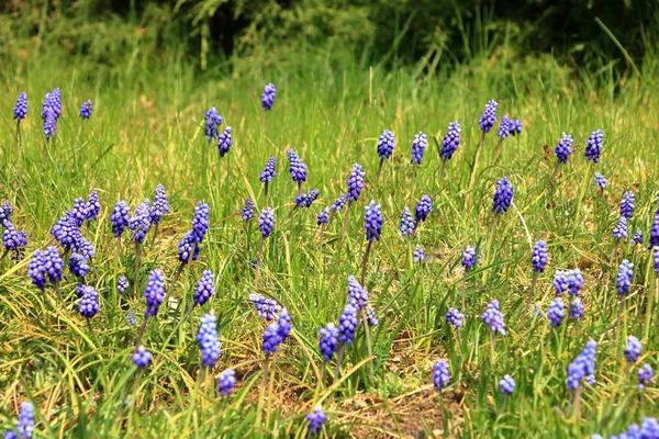 Muscari flowers on background of gentle green grass in sunny weather