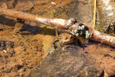 Sıradan kurbağa ya da Avrupa kurbağası, Bufo bufo, sığ sularda
