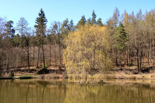 Jezioro Pobliżu Lasu Sosnowego Drzewem Wewnątrz — Zdjęcie stockowe