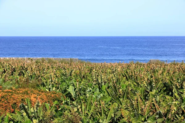 Залив Санта Каталина Банановыми Плантациями Гомера Канарские Острова — стоковое фото