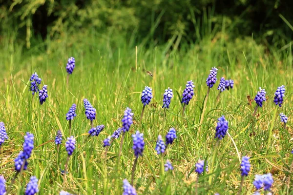 Muscari Blommor Bakgrunden Milt Grönt Gräs Soligt Väder — Stockfoto