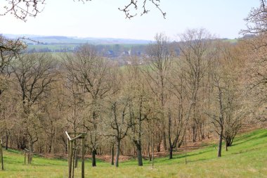 Avrupa 'da çayır, Burgstaedtl, Kreischa, Dresden, Almanya' da yayılmış yabani armut ağaçları