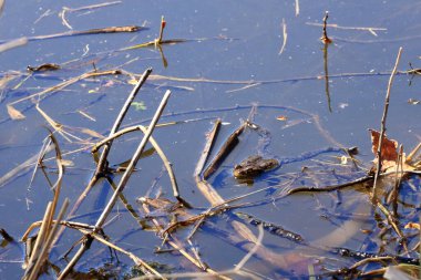 Sıradan kurbağa ya da Avrupa kurbağası, Bufo bufo, sığ sularda