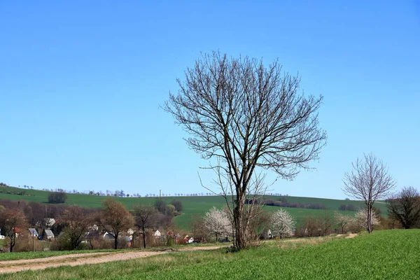 春季森林主题 无叶树木与蓝天的对比 — 图库照片