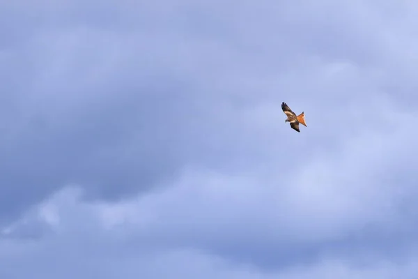 Mäusebussard Buteo Buteo Fliegt Der Luft — Stockfoto