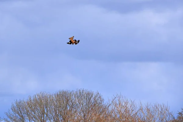 Havada Uçan Akbaba Buteo Buteo — Stok fotoğraf