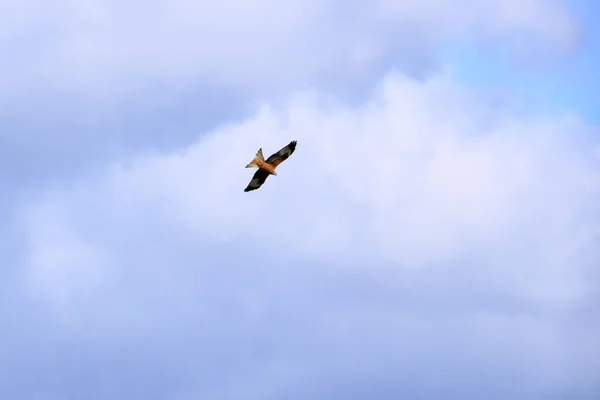 Mäusebussard Buteo Buteo Fliegt Der Luft — Stockfoto