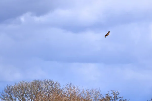 Mäusebussard Buteo Buteo Fliegt Der Luft — Stockfoto