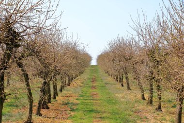 İlkbaharda kiraz ağaçları fidanlığı