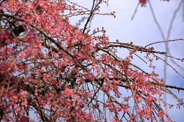 Almanya 'da Dresden yakınlarında Kiraz Çiçeği