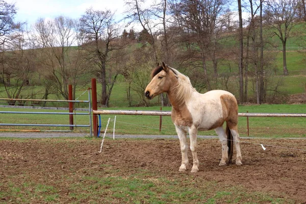 Ein Haflinger Pferd Posiert Auf Der Weide — Stockfoto