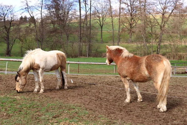 Zwei Haflinger Pferde Posieren Auf Der Weide — Stockfoto