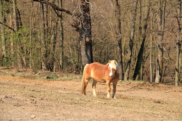 Ein Haflinger Pferd Posiert Auf Der Weide — Stockfoto