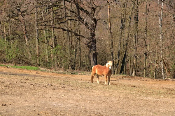 One Haflinger Horse Posing Meadow — Stock Photo, Image
