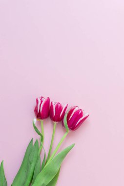 8 Mart Mutlu Kadınlar Günü. Paskalya ve bahar tebrik kartı. Bahar konsepti Pembe arka planda pembe mor laleler. Uzayı kopyala Bahar bayrağı. Kadın günü konsepti. Metin için kopyalama alanı.