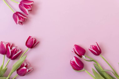 8 Mart Mutlu Kadınlar Günü. Paskalya ve bahar tebrik kartı. Bahar konsepti Pembe arka planda pembe mor laleler. Uzayı kopyala Bahar bayrağı. Kadın günü konsepti. Metin için kopyalama alanı.