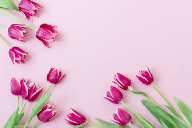 8 Mart Mutlu Kadınlar Günü. Paskalya ve bahar tebrik kartı. Bahar konsepti Pembe arka planda pembe mor laleler. Uzayı kopyala Bahar bayrağı. Kadın günü konsepti. Metin için kopyalama alanı.