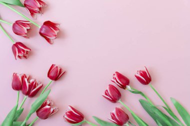 8 Mart Mutlu Kadınlar Günü. Paskalya ve bahar tebrik kartı. Bahar konsepti Pembe arka planda kırmızı laleler. Uzayı kopyala Bahar bayrağı. Kadın Günü konsepti.