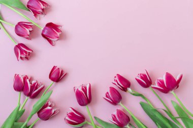 8 Mart Mutlu Kadınlar Günü. Paskalya ve bahar tebrik kartı. Bahar konsepti Pembe arka planda pembe mor laleler. Uzayı kopyala Bahar bayrağı. Kadın günü konsepti. Metin için kopyalama alanı.