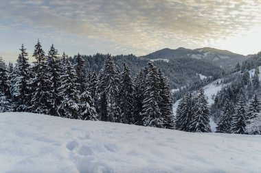 Kış manzarası güneş parlıyor. Dramatik kış sahne. Karpat, Ukrayna, Europe.