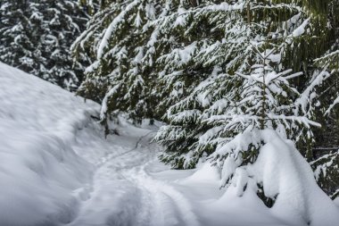 Güzel kış manzarası. Yoğun dağ ormanları, uzun koyu yeşil ladin ağaçları, beyaz, temiz, derin kar yolu aydınlık kış gününde..