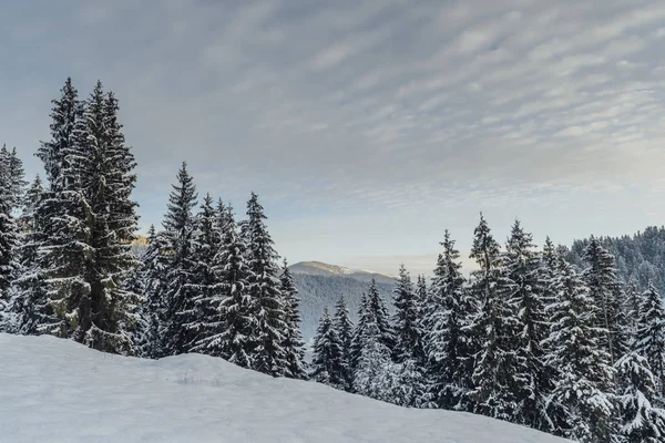 Paisaje Invernal Bosque — Foto de Stock