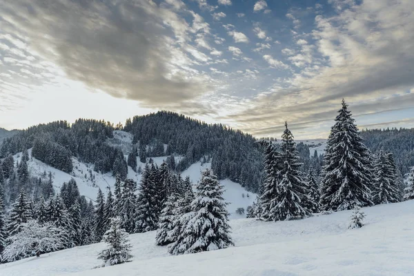 Paisaje Invernal Resplandeciente Por Luz Solar Escena Invernal Dramática Cárpatos — Foto de Stock