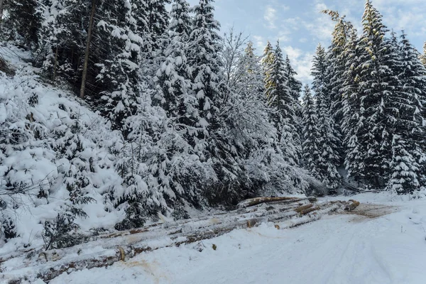 Cortar Árboles Invierno Nieve Troncos Cubiertos Nieve Cárpatos — Foto de Stock