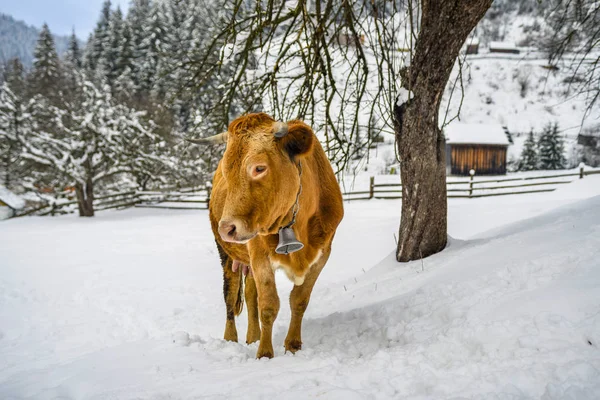 Red Cow Snow Village Carpathians Winter Mountains Carpathians Ukraine — Stock Photo, Image