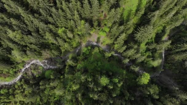 Erstaunliche Luftaufnahmen Die Direkt Über Wald Und Fluss Schauen — Stockvideo