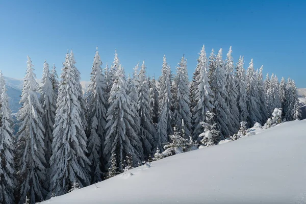 Bosque Abeto Invierno Con Montañas Cubiertas Nieve — Foto de Stock