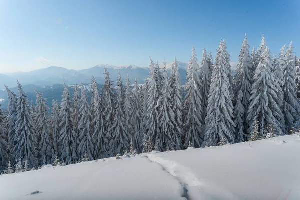 Bosque Abeto Invierno Con Montañas Cubiertas Nieve — Foto de Stock