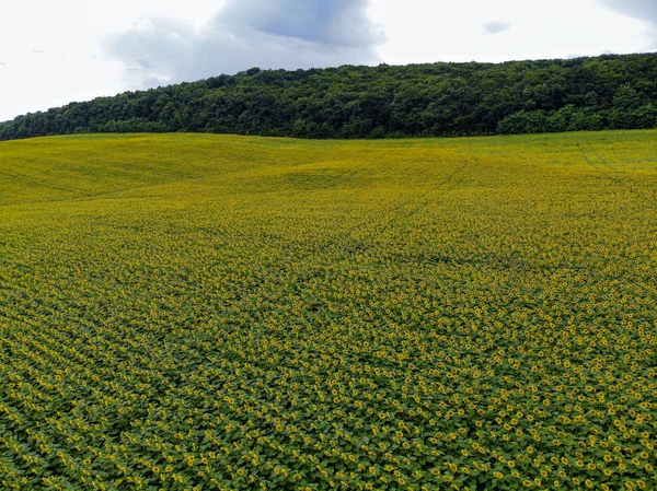 Gelbe Sonnenblumen. wunderschöne ländliche Landschaft mit Sonnenblumenfeld bei sonnigem Tag. Drohnen-Luftbild — Stockfoto